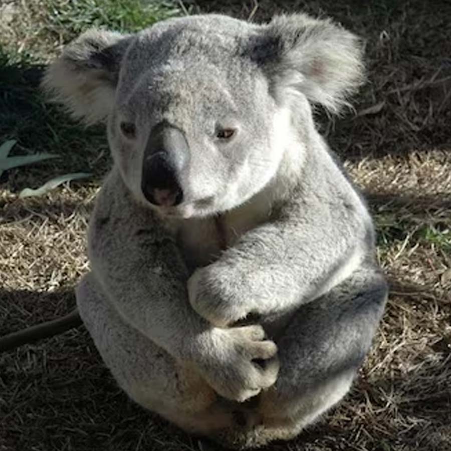 Australian koalas shot dead 