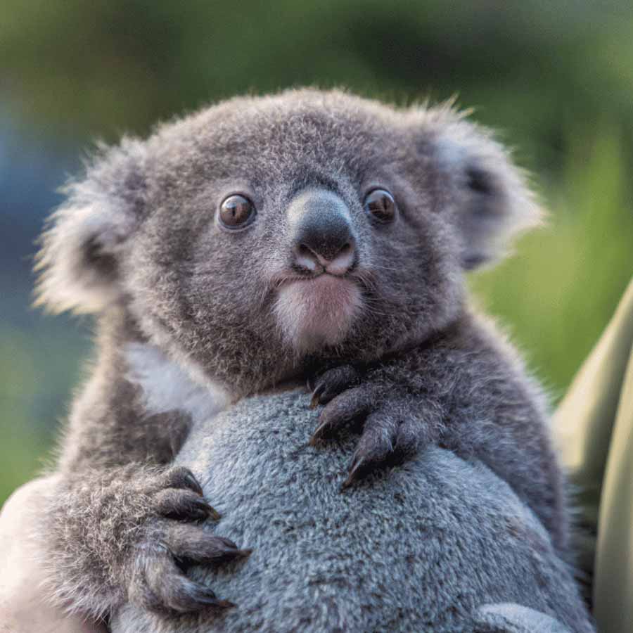 Australian koalas shot dead 