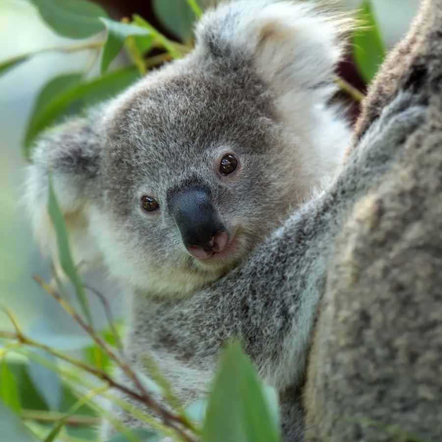 Australian koalas shot dead 