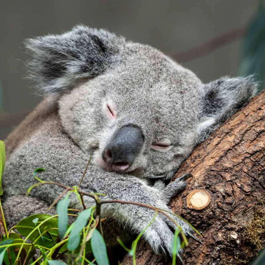 Australian koalas shot dead 