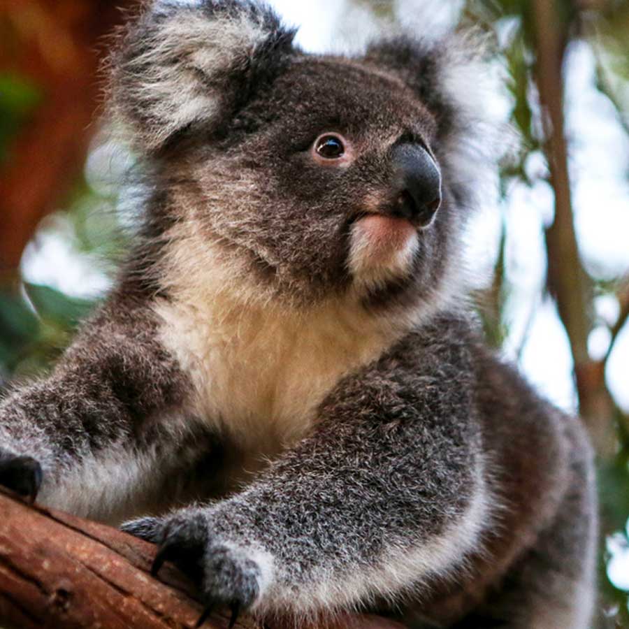 Australian koalas shot dead 