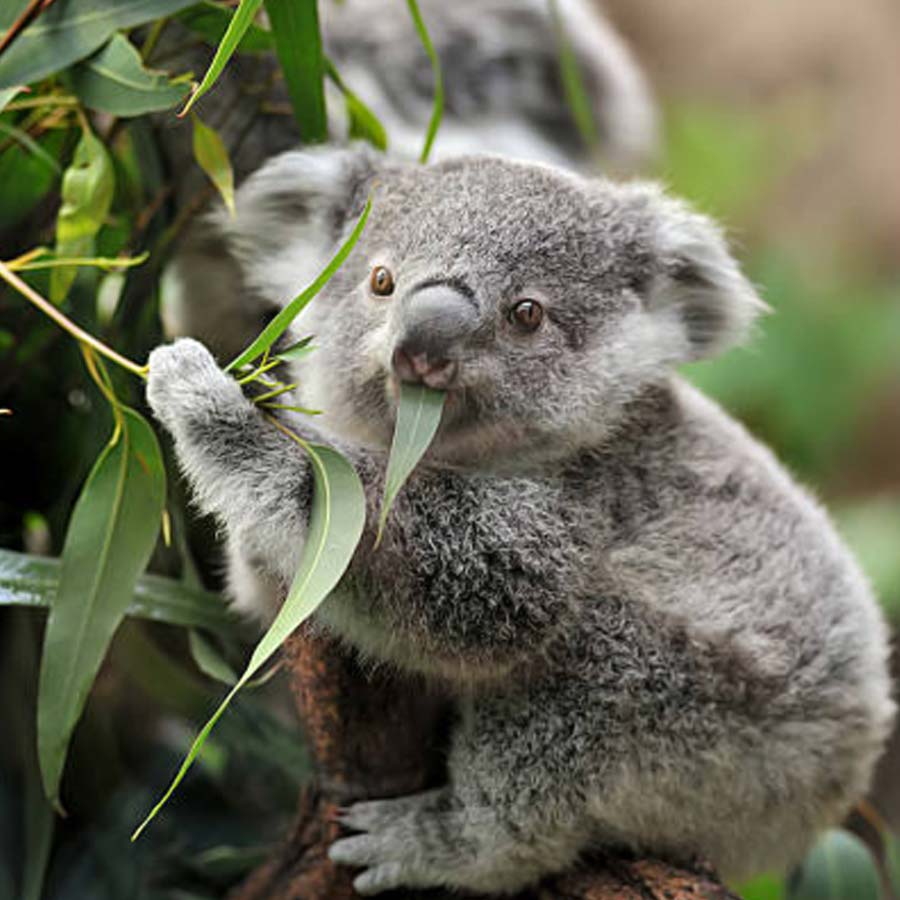 Australian koalas shot dead 