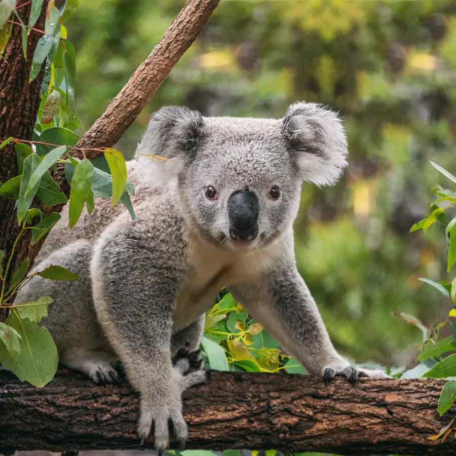 Australian koalas shot dead 