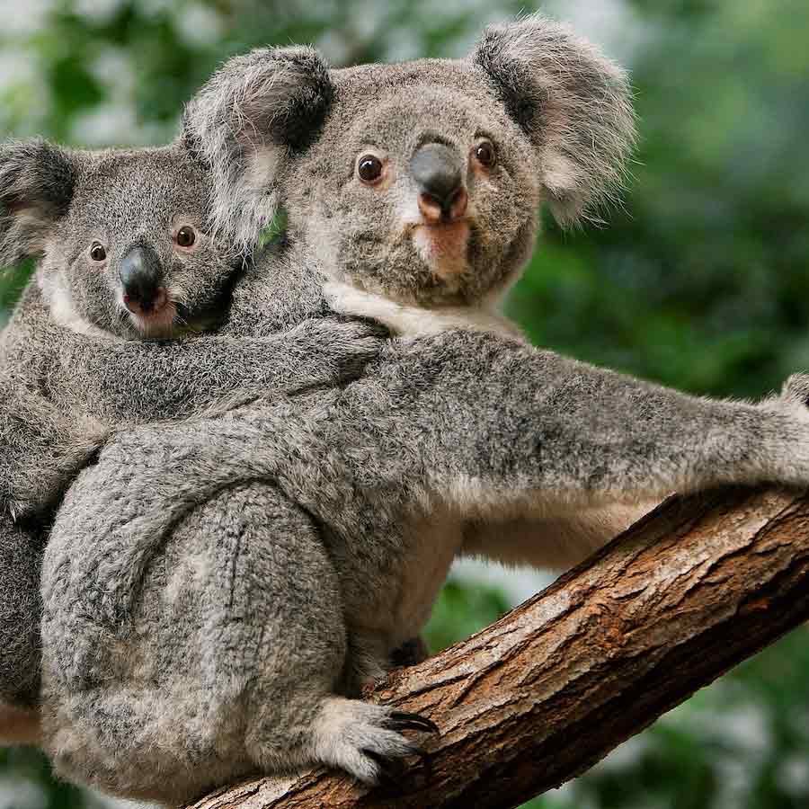 Australian koalas shot dead 
