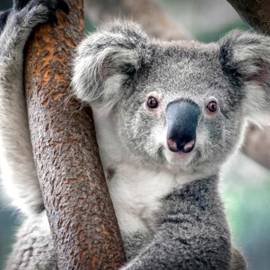 Australian koalas shot dead