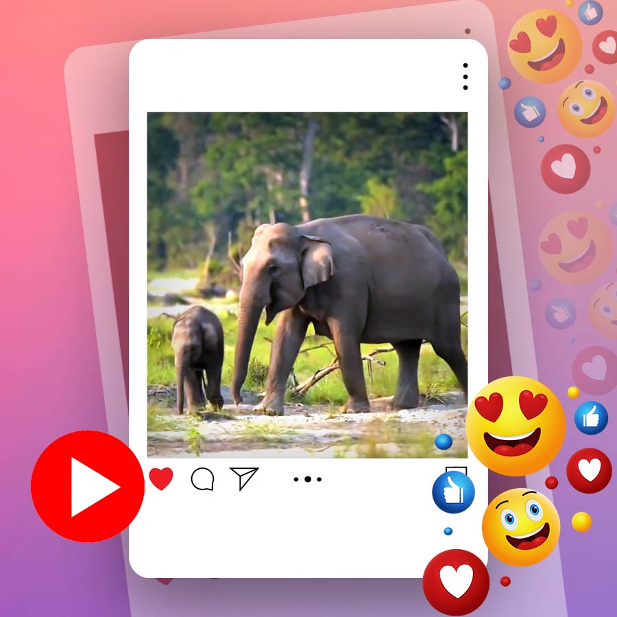 Video of mother elephant teaching its baby to eat grass dgtl