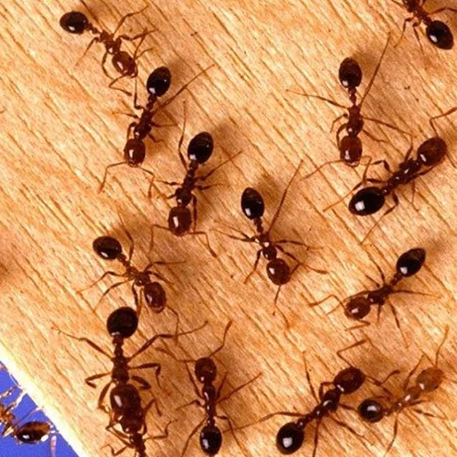 How to get rid of ants naturally at home follow these simple tips
