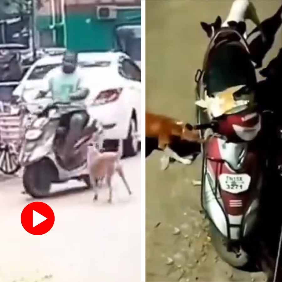Video shows how stray dogs destroyed scooty of a man