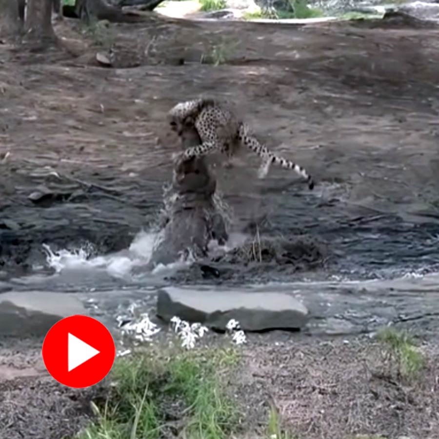 Video of leopard and crocodile goes viral dgtl