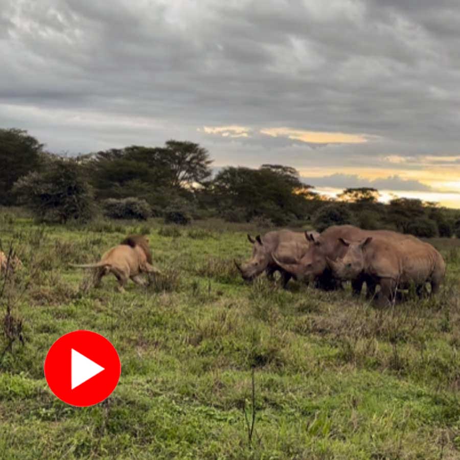 Video of lion and rhinoceros in Kenya goes viral dgtl