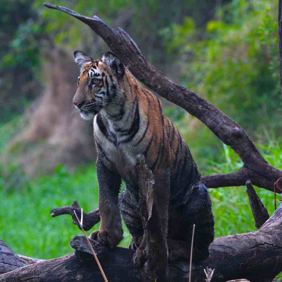 ‘ফুডপ্রেনর’ এবং ওয়াইল্ডলাইফ ফোটোগ্রাফার শিলাদিত্য চৌধুরীর ছবির প্রদর্শনী থেকে।