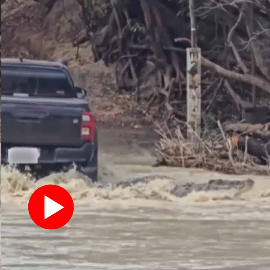 crocodile came underneath a moving truck