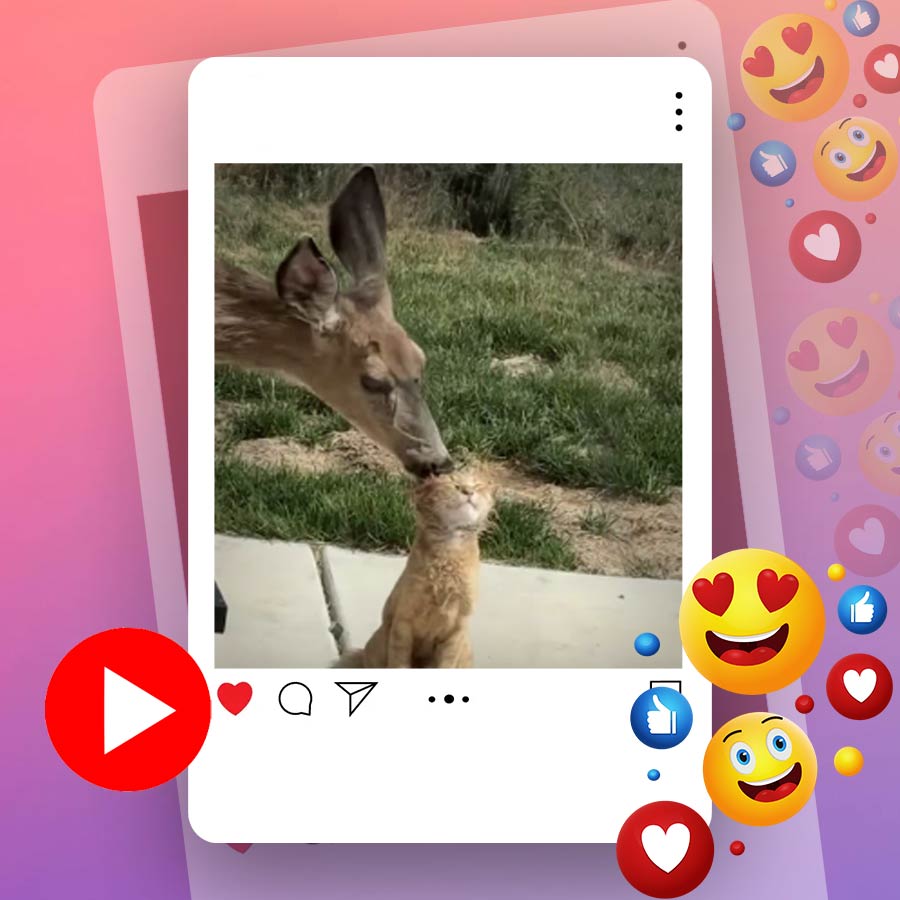 Video of deer licking cat’s head goes viral dgtl