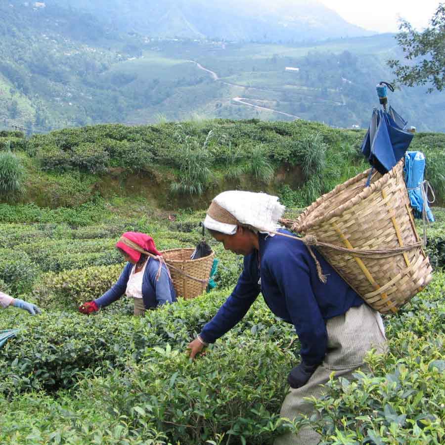 The PF dues of four tea gardens under the central government in Bengal are 9 crore 81 lakh rupees, the Center informed Parliament in response to a question from TMC MP Ritabrata Banerjee dgtl