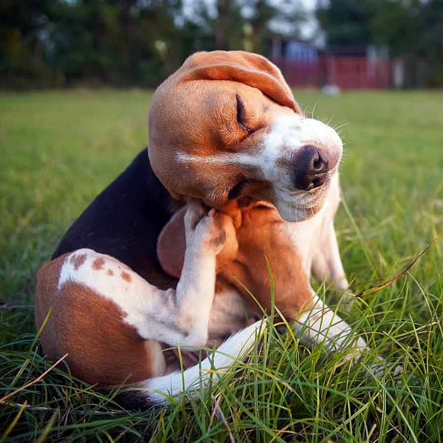 5 possible causes behind your pet dog’s constant itching