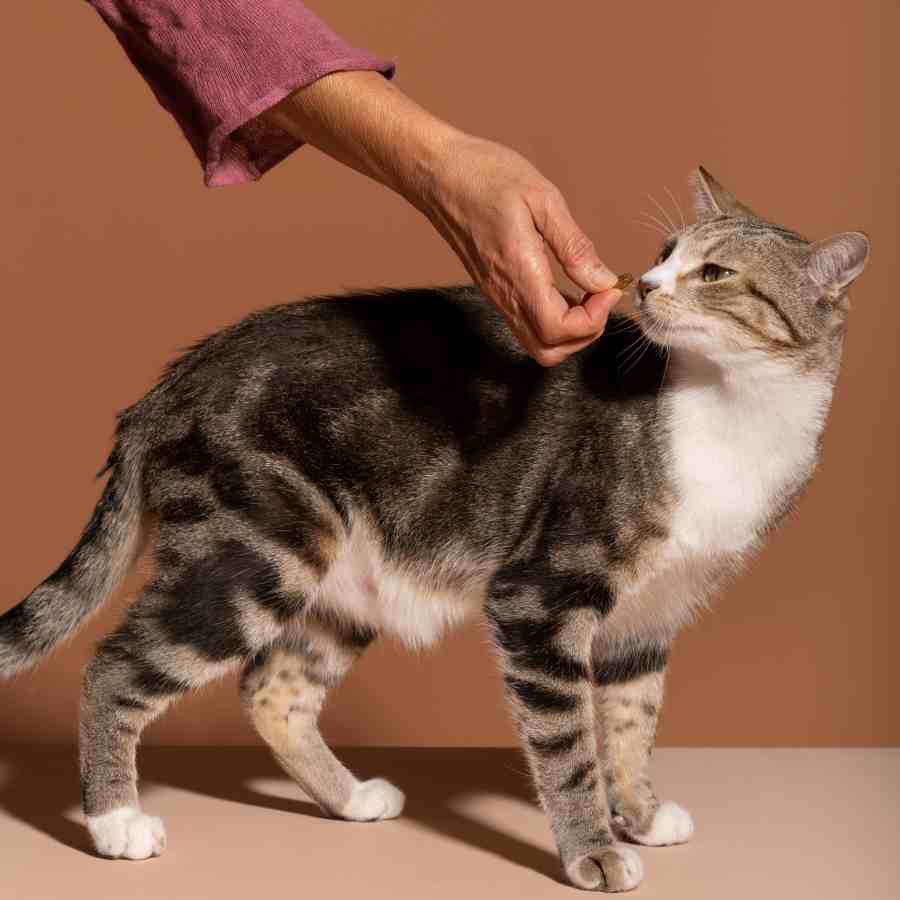 What is Cat scratch disease, awareness and timely action are crucial