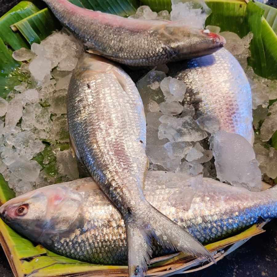 Research on Hilsa fish farming is underway at the state\\\\\\\'s Central Inland and Fisheries Research Institute.