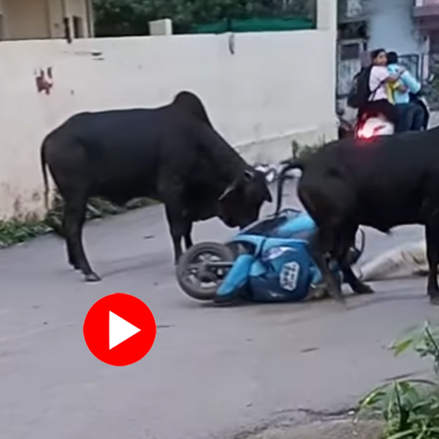 Video of two bulls fighting on road fell on Madhya Pradesh woman who was riding scooty goes viral dgtl