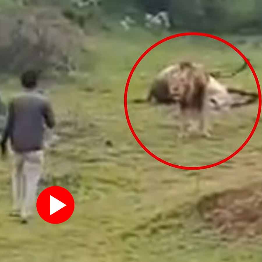 Video shows man tries to film Lion while eating pray in Gujarat’s Bhavnagar, then this happened