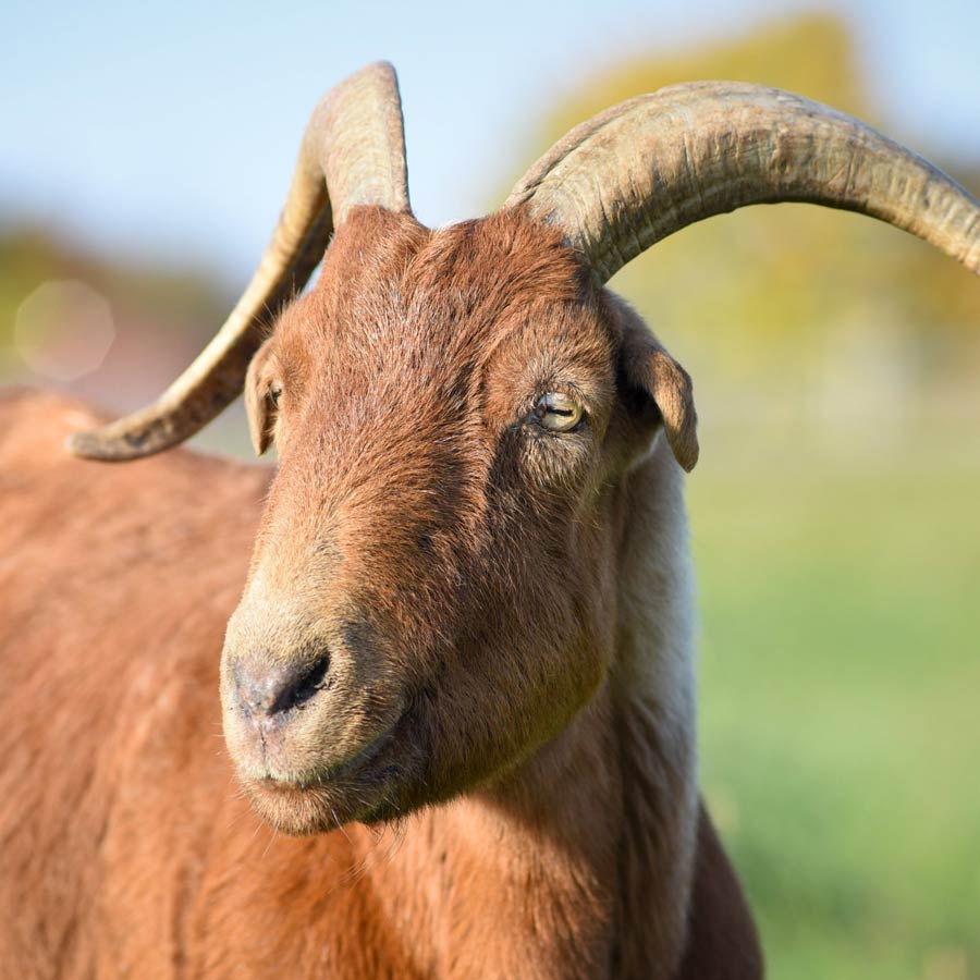 All need to know about John R. Brinkley man who fooled American people in the name of curing male virility