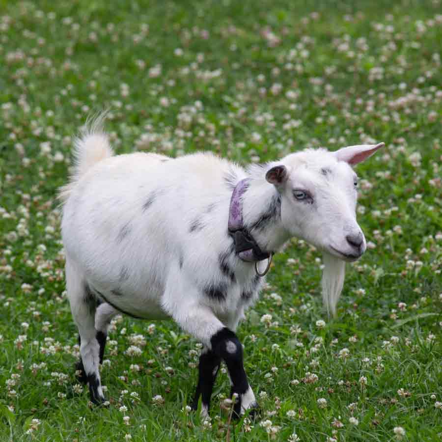 All need to know about John R. Brinkley man who fooled American people in the name of curing male virility