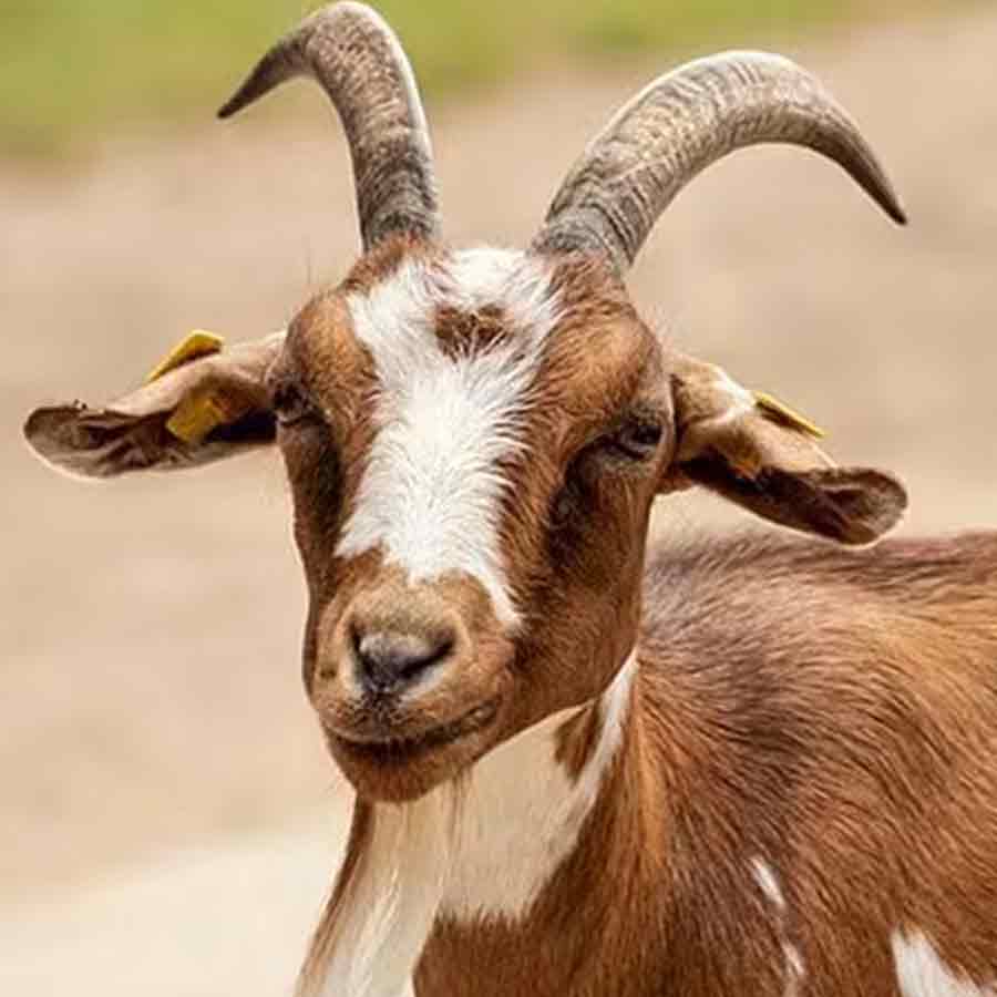 All need to know about John R. Brinkley man who fooled American people in the name of curing male virility