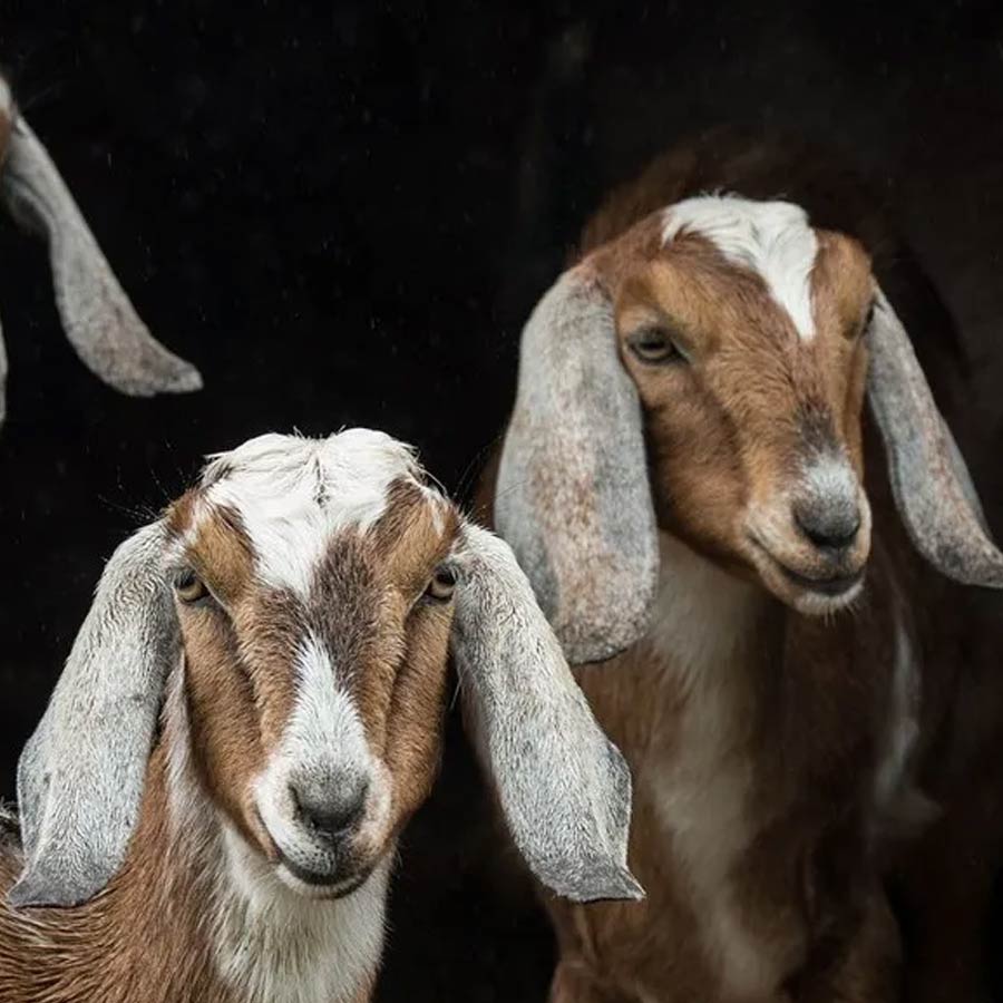 All need to know about John R. Brinkley man who fooled American people in the name of curing male virility