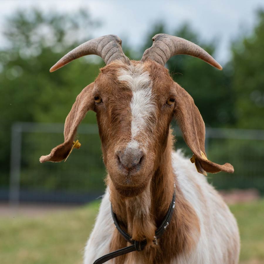 All need to know about John R. Brinkley man who fooled American people in the name of curing male virility