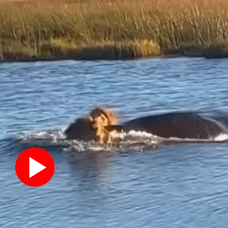 Video of hippopotamus trying to bite lion goes viral dgtl