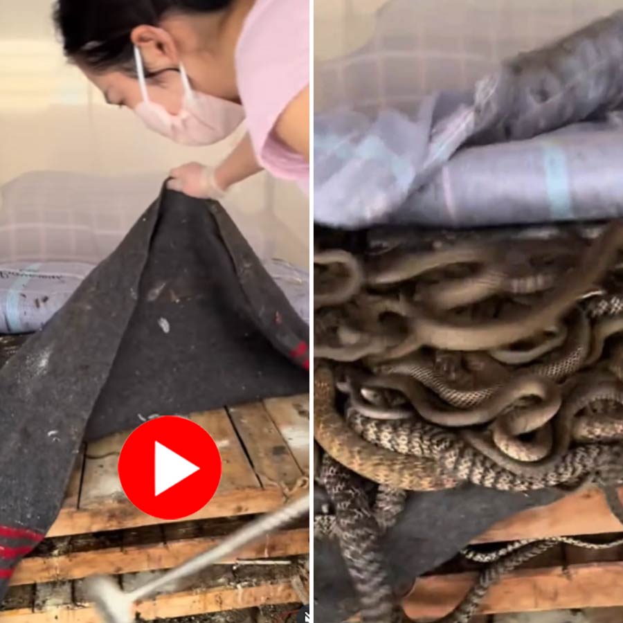 Video shows woman making bed for snake goes viral