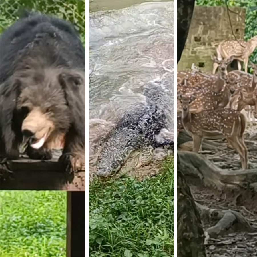 Health update of animals of Ramnabagan Wildlife Sanctuary in Bardhaman during monsoon dgtld