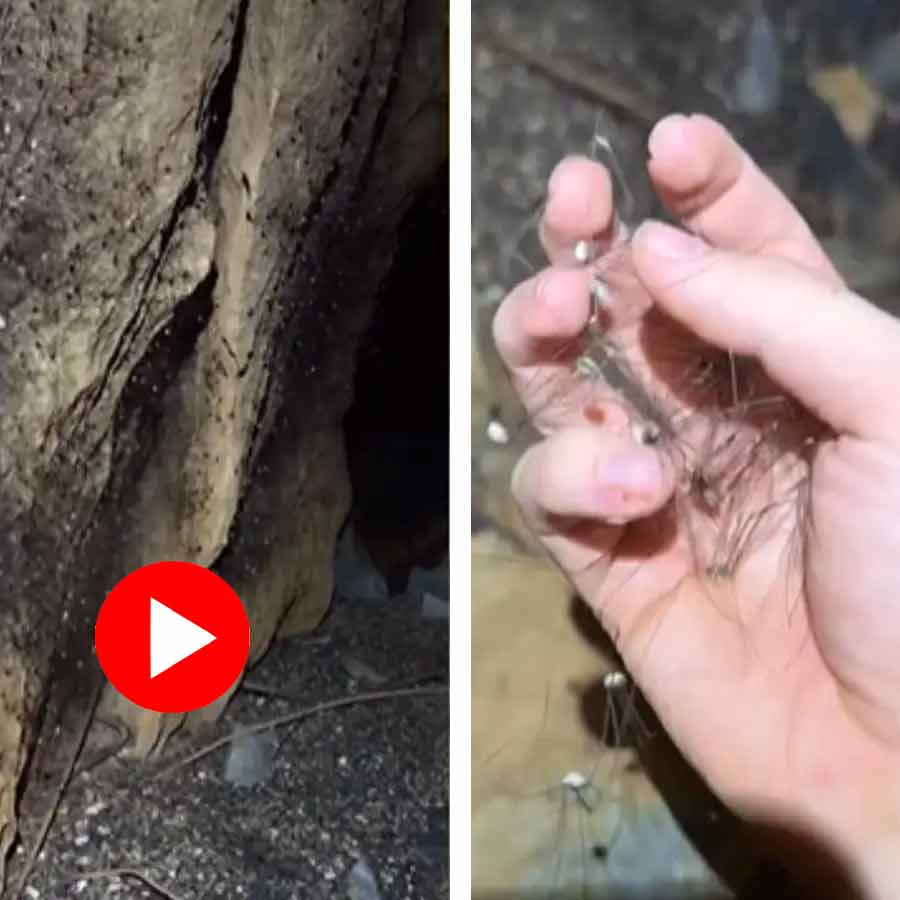 a man casually holding a handful of massive spiders