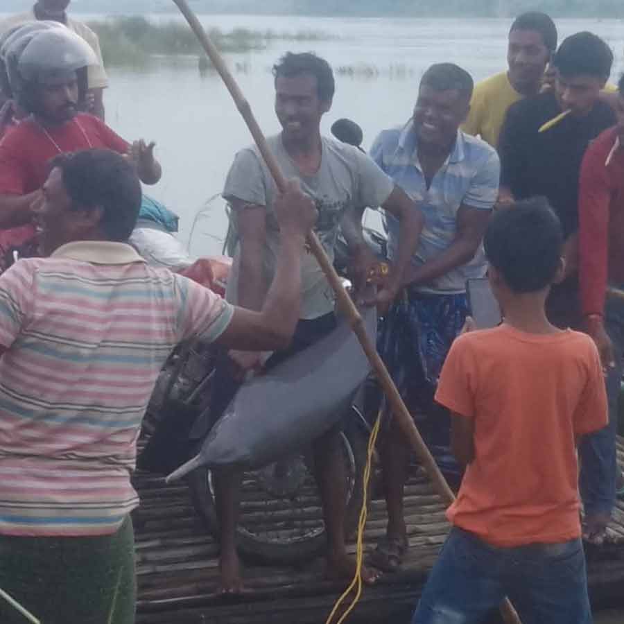 Dolphin caught in fishermen's net while trying to catch Hilsa, chaos in Purba Bardhaman dgtld