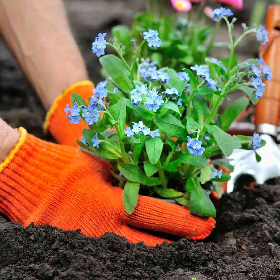 Soil nutrients need to make balcony plants healthy dgtl