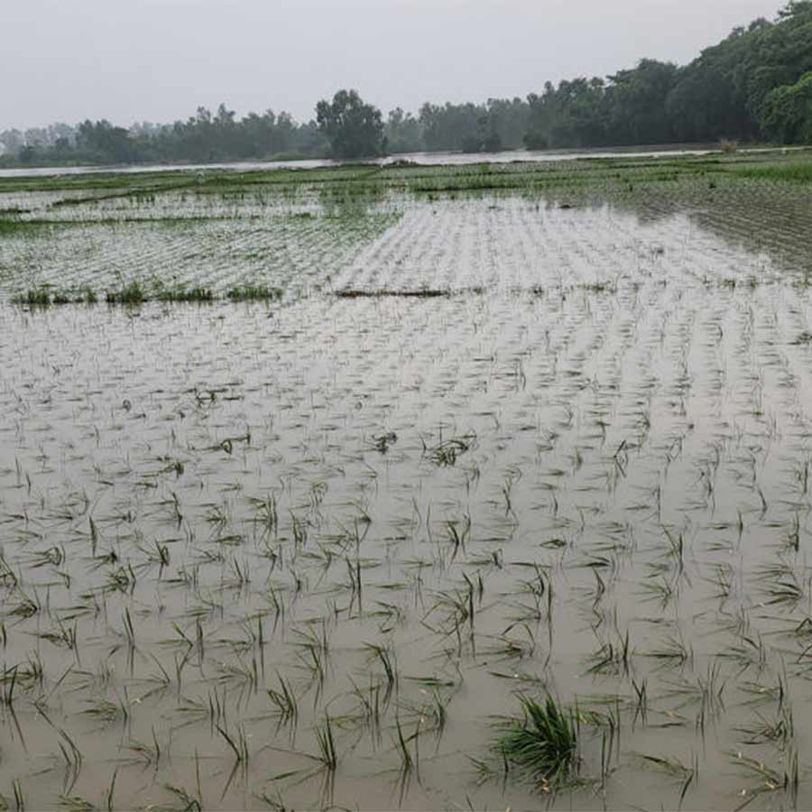 Bigha after bigha of fertile three-crop land is lost due to erosion of the Dwarkeswar River in Bankura dgtld