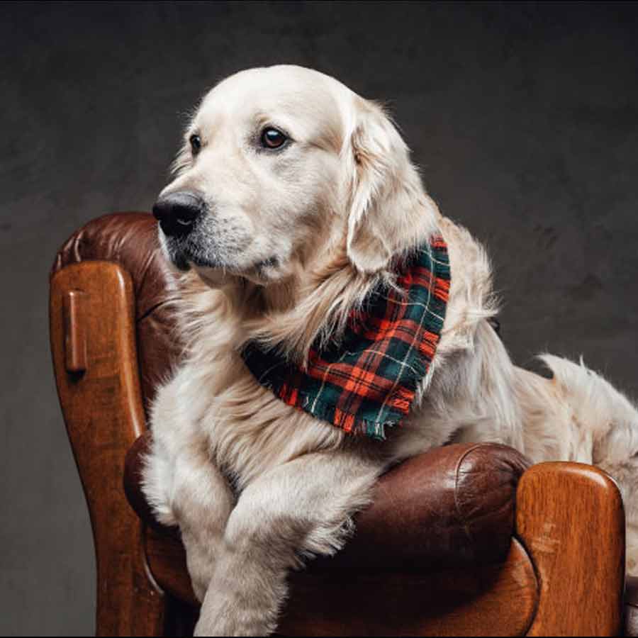 5 signs your pet has officially taken over your home