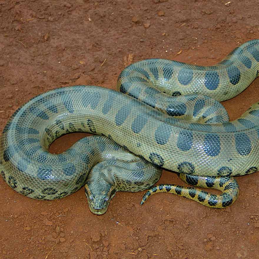 Alipore Zoological Garden set to receive Green Anaconda as part of an animal exchange program with Madras Crocodile Bank