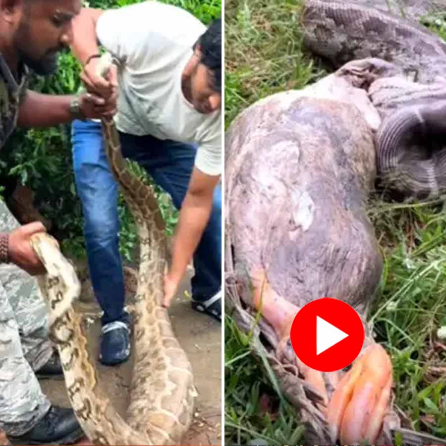 a python swallowed a duck and throws up