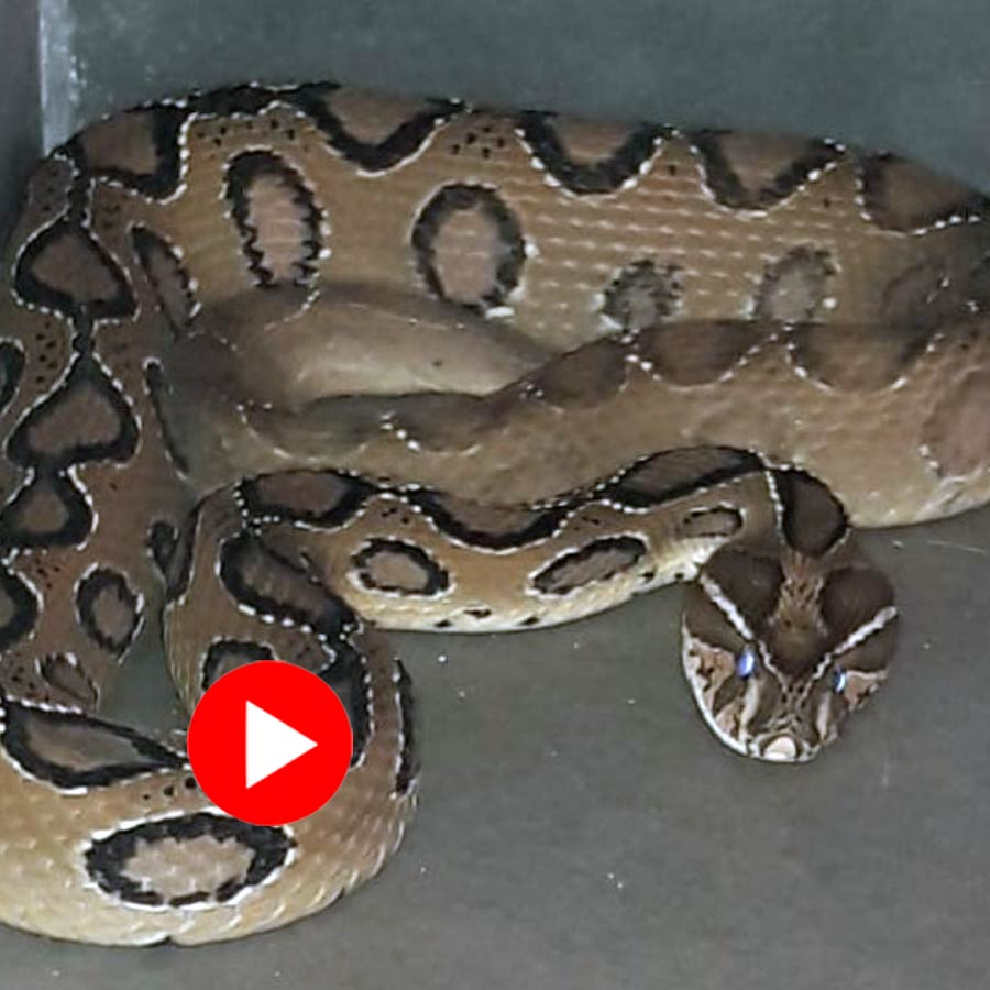 Video shows Russell’s Viper hissing like a cooker