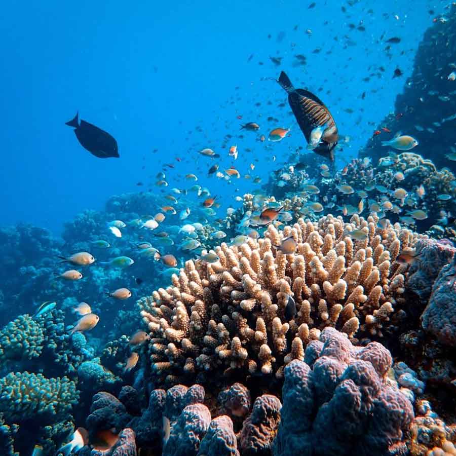 Great Barrier Reef records largest annual coral loss in 39 years dgtl