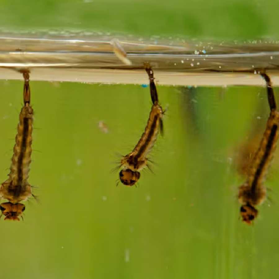 Commonly missed mosquito breeding spots could be dangerous dgtl