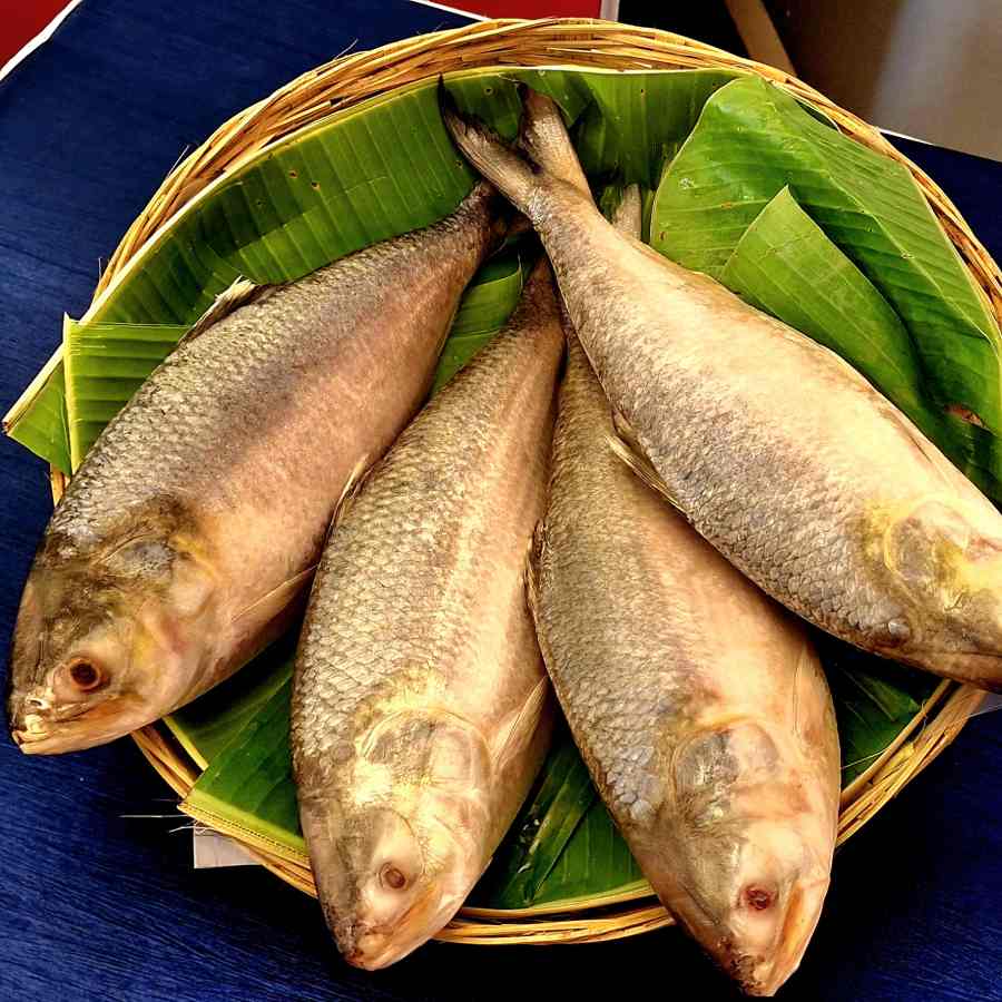Hilsa festival in Kolkata, introducing not so common flavours and recipes dgtl