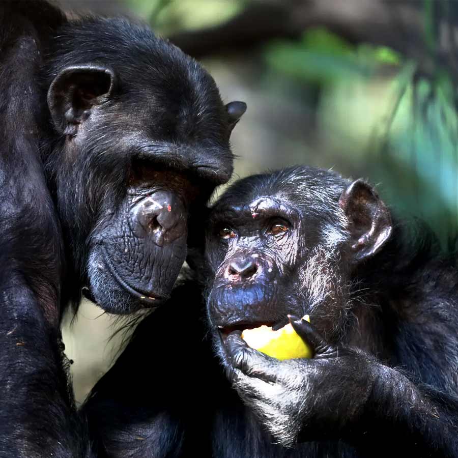 Buzzed Apes and Fallen Fruit: How ‘Scrumping’ Shaped Human Alcohol Tolerance dgtl