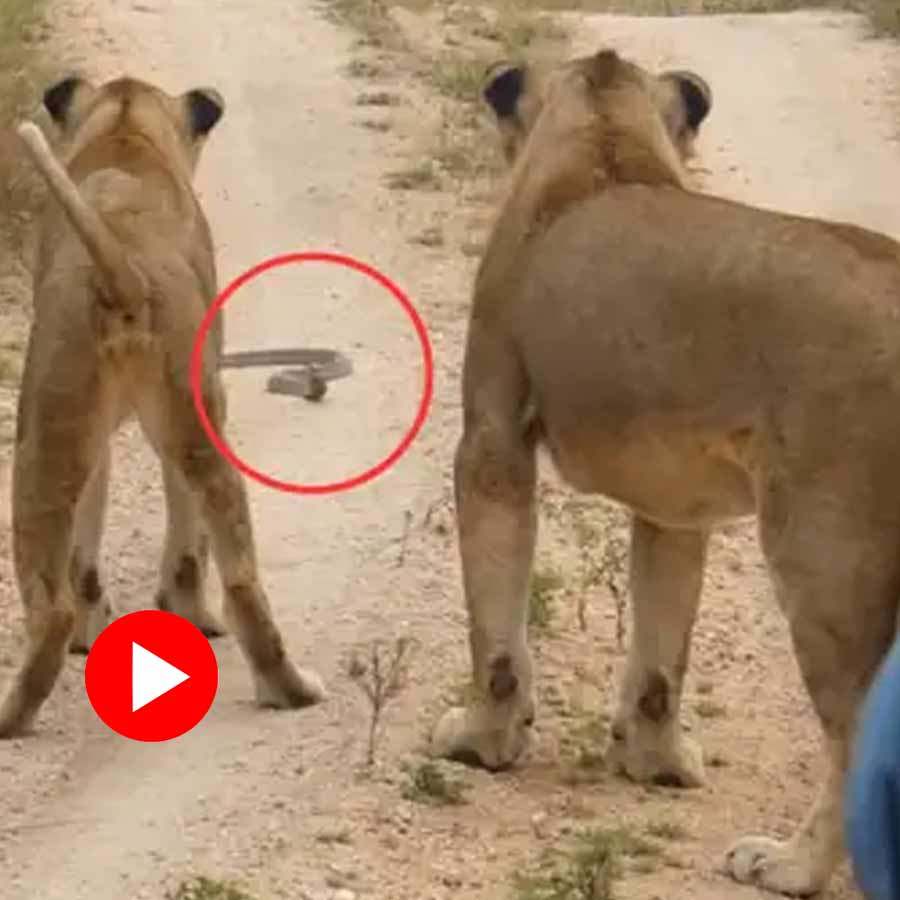 Video shows two lion stops after seeing cobra in front of them in jungle