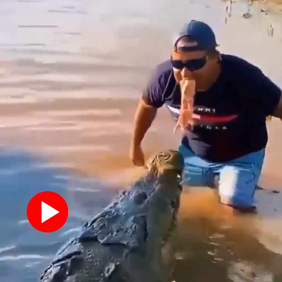 video shows man trying to feed meat to a crocodile