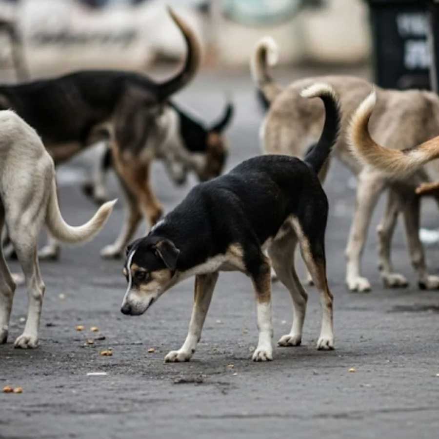 Supreme Court three judge bench hears case related to stray dogs dgtl