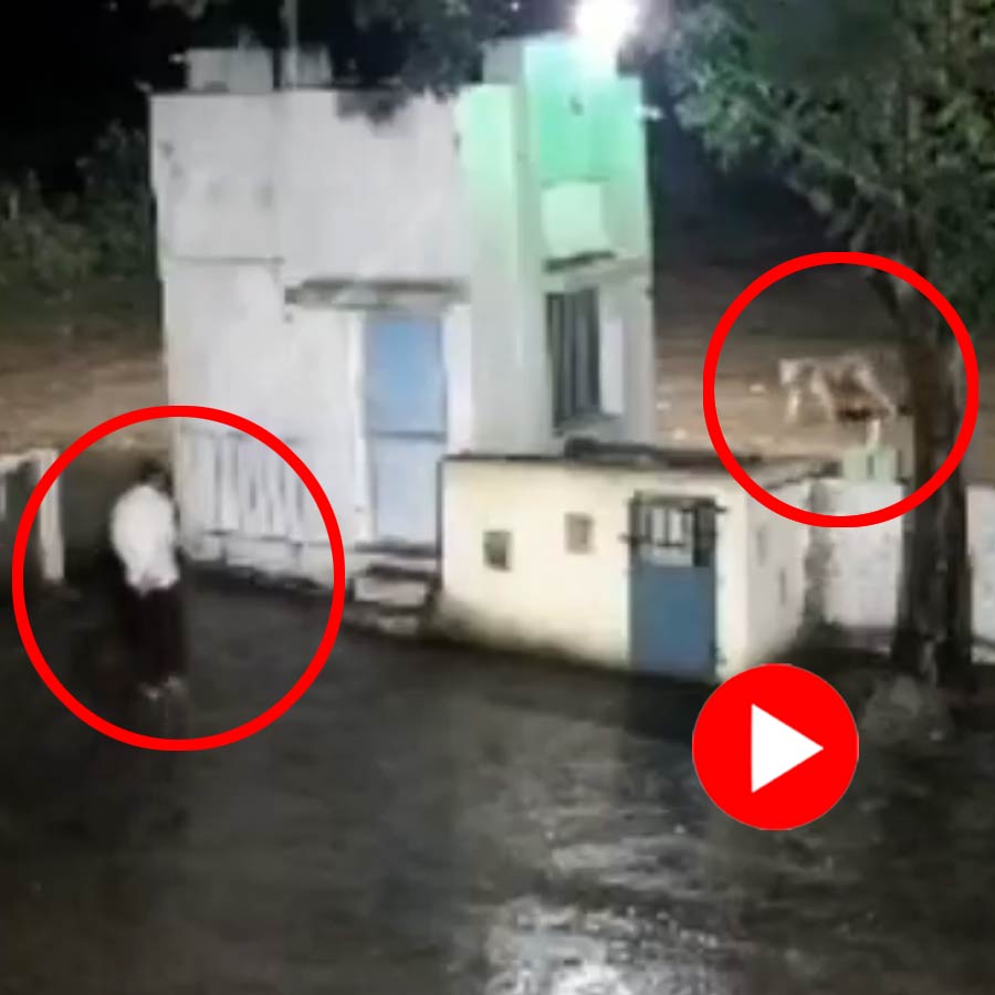 Man and Lion Scares Each Other by Sudden Face-Off