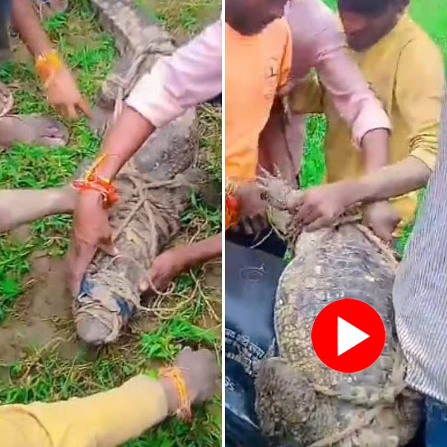 Video shows local people from Etah captured a crocodile and take it to the river by bike