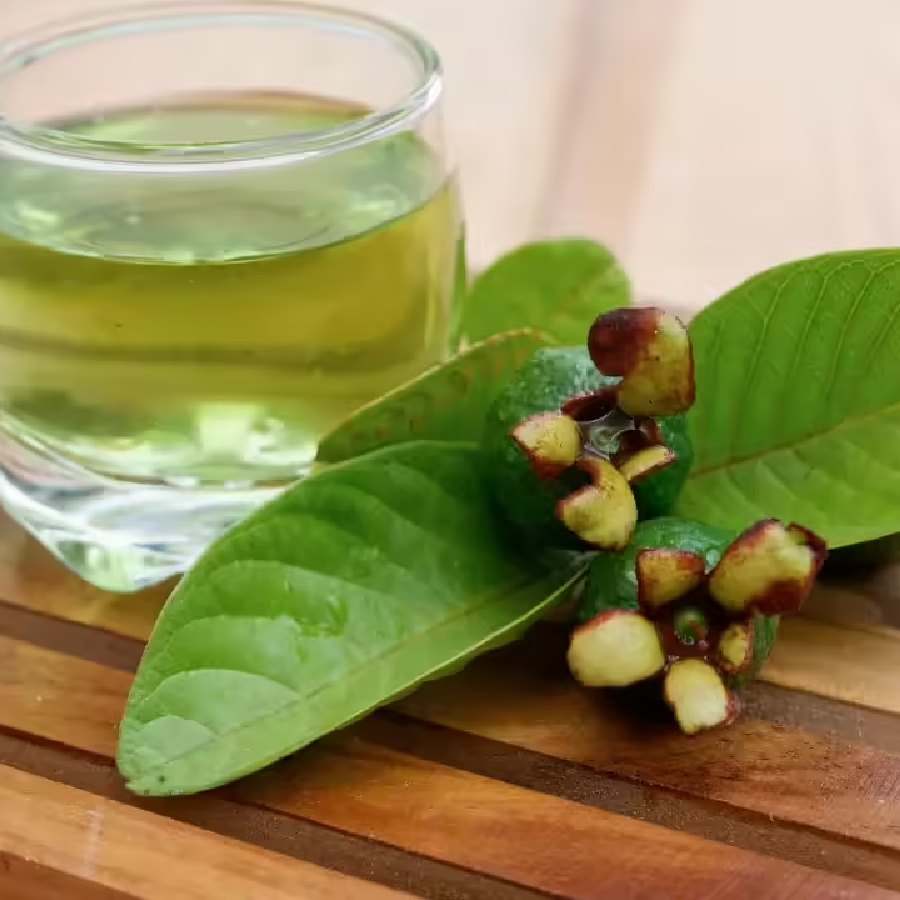 How to make guava leaves infused tea to get various health benefits dgtl