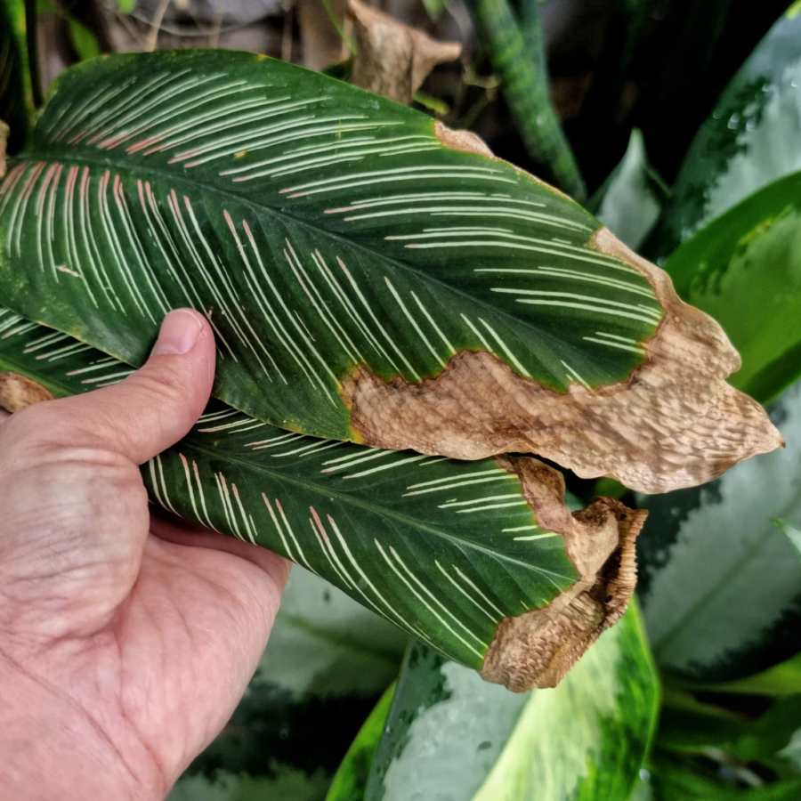 Why the leave tips of your plant turning brown and how to fix this dgtl